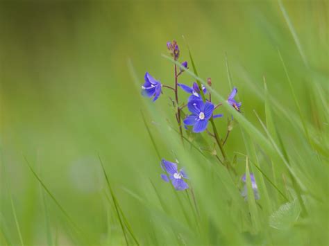 Plantlife :: Speedwell.